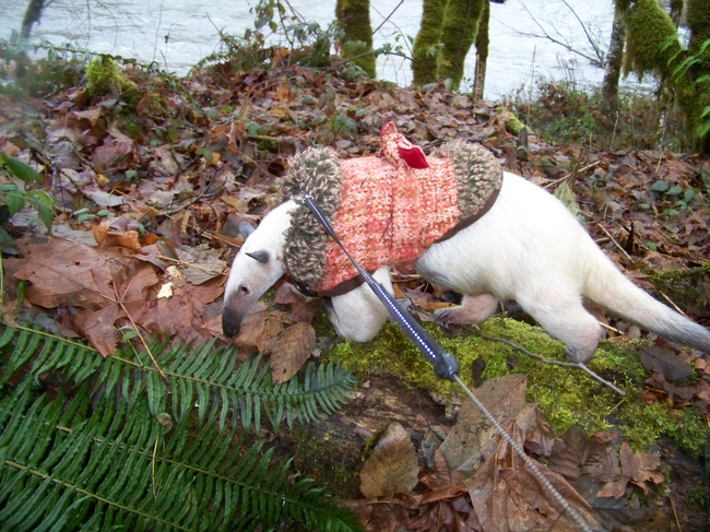 милые животные в свитерах, животные в свитерках, животные в одежде