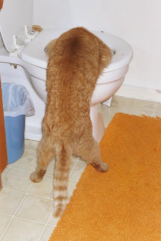 ляпы переводчиков, трудности перевода, неправильный перевод