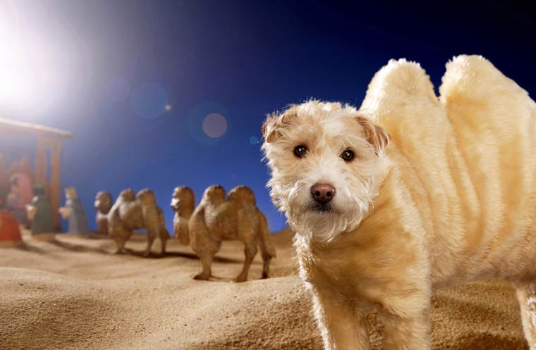 собака в смешных костюмах Рождество, Рождественские собаки, Christmas Dogs, Питер Торп, Peter Thorpe