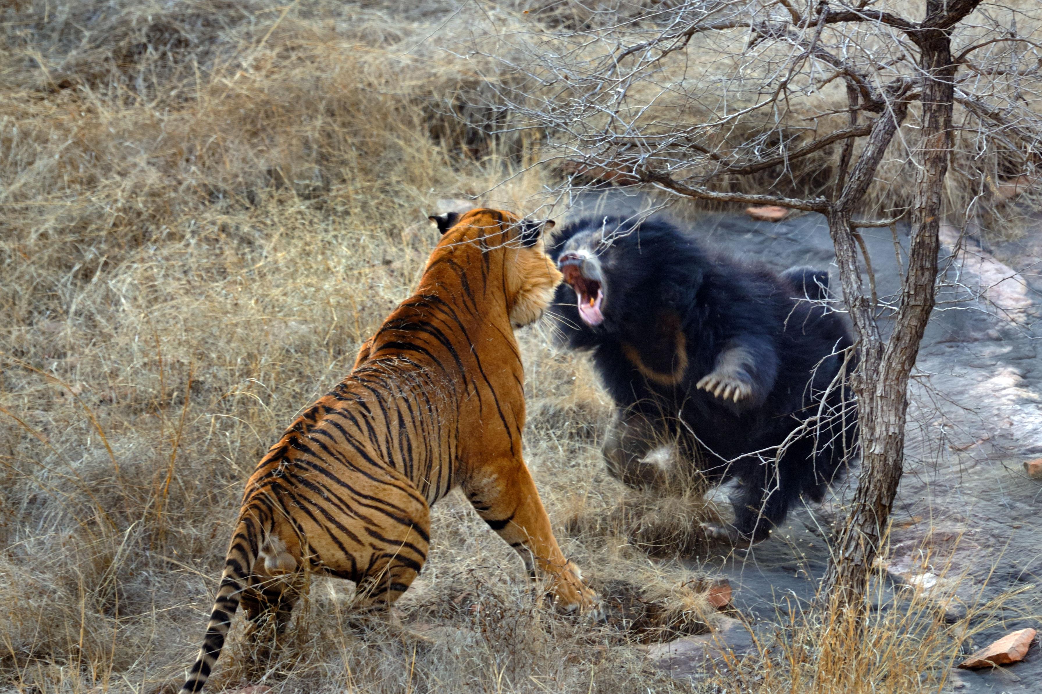 Битва животных в природе видео. Гризли против тигра. Медведь Гризли против тигра. Амурский тигр против Льва. Амурский тигр и медведь.