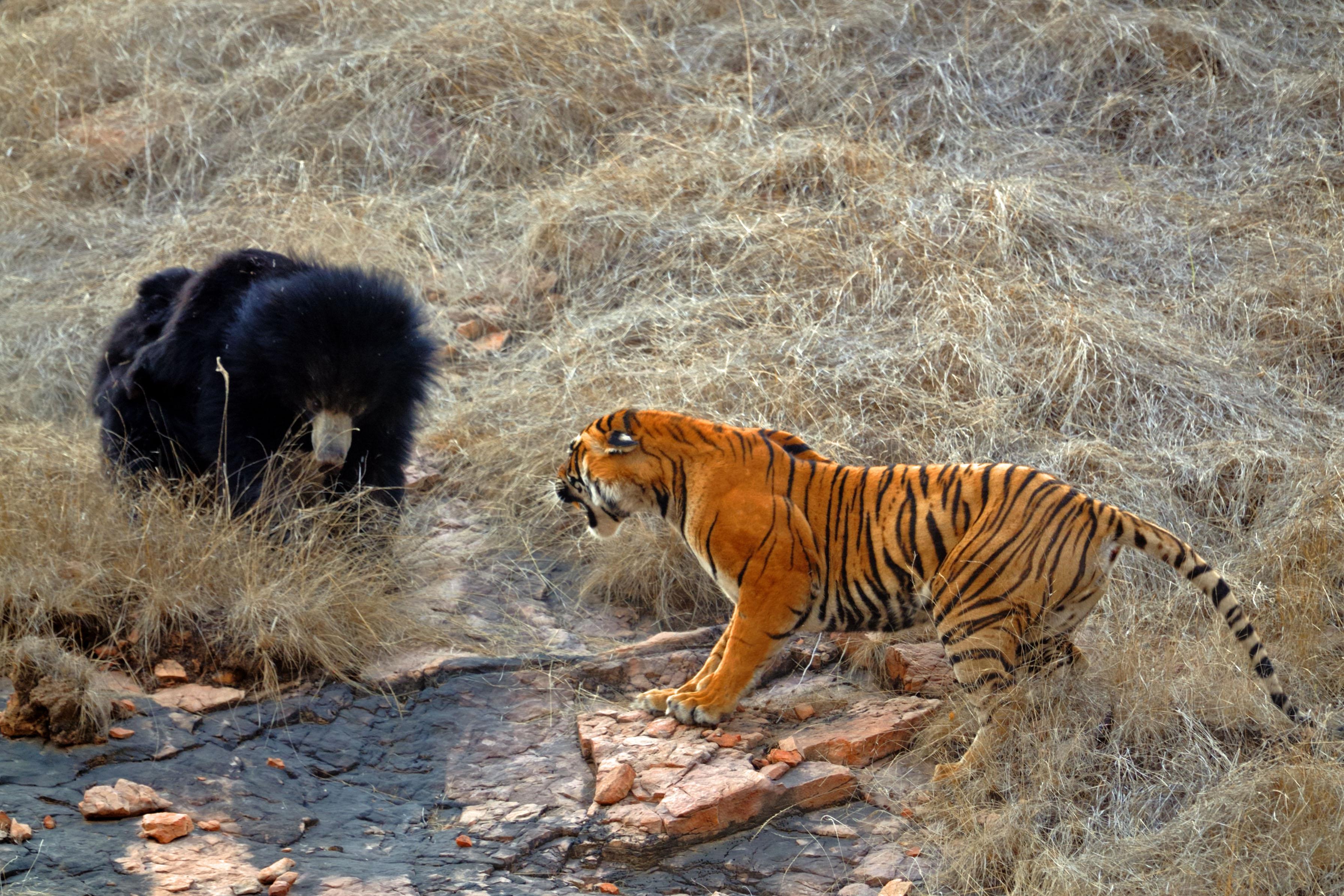Схватки диких. Медведь Гризли против тигра. Амурский (Уссурийский) тигр на охоте. Амурский тигр охотится на медведя. Тигр в дикой природе.