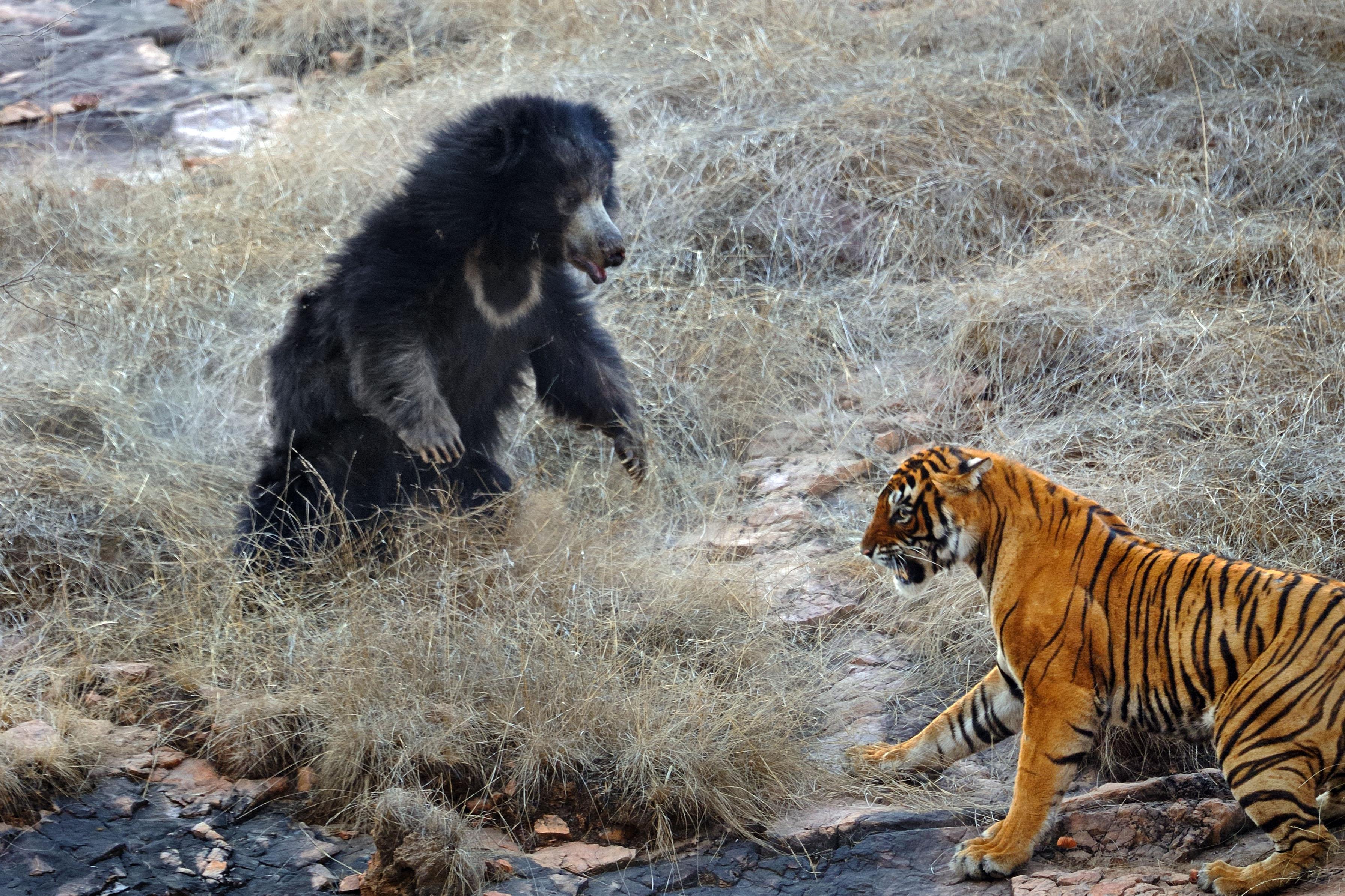 Битва животных в природе видео. Медведь Гризли против тигра. Лев против тигра. Гималайский медведь против тигра. Гималайский медведь и Амурский тигр.