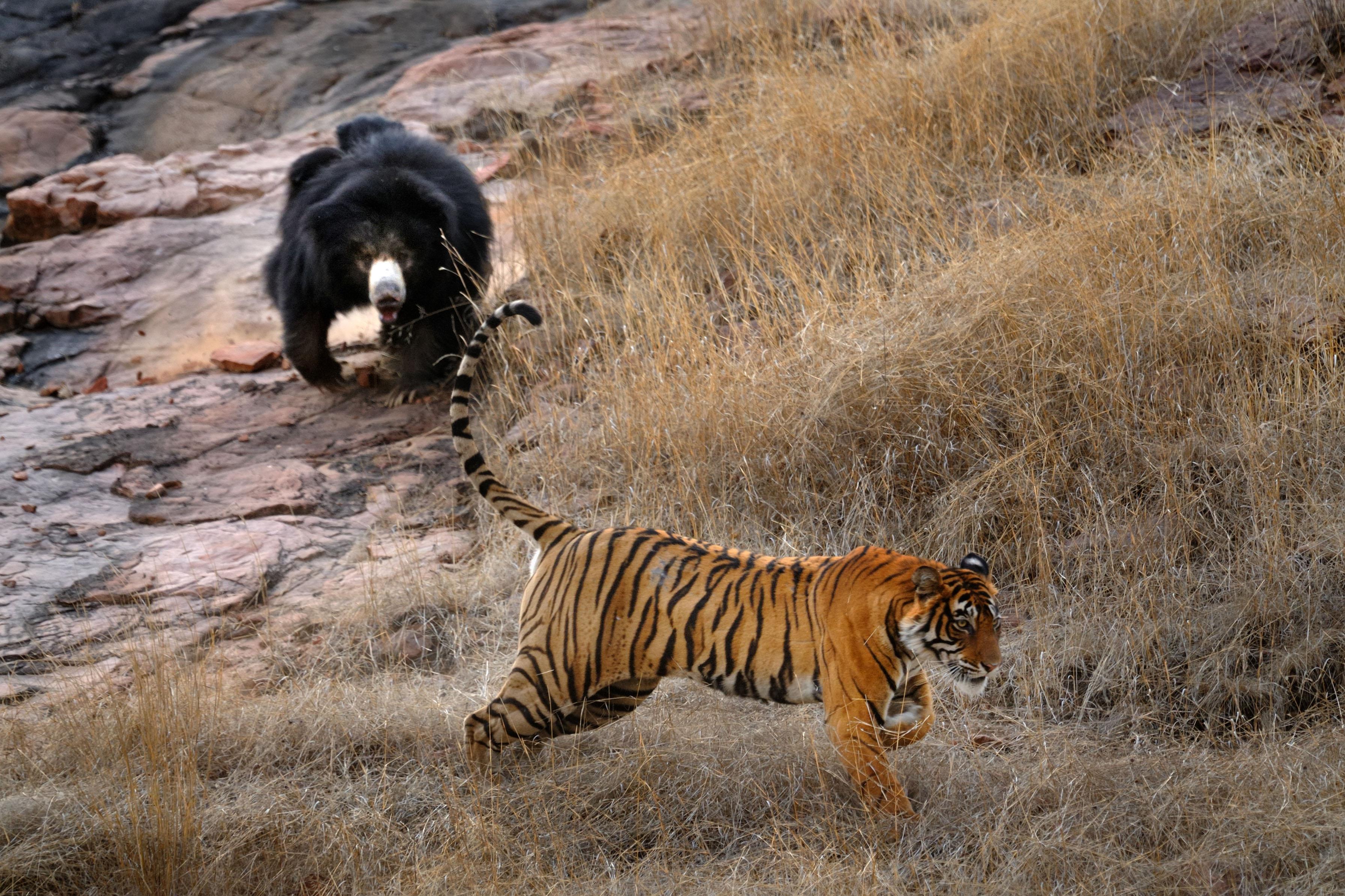 Тигр образует реку. Медведь губач против тигра. Хищники в природе. Враги тигра. Тигр и медведь.