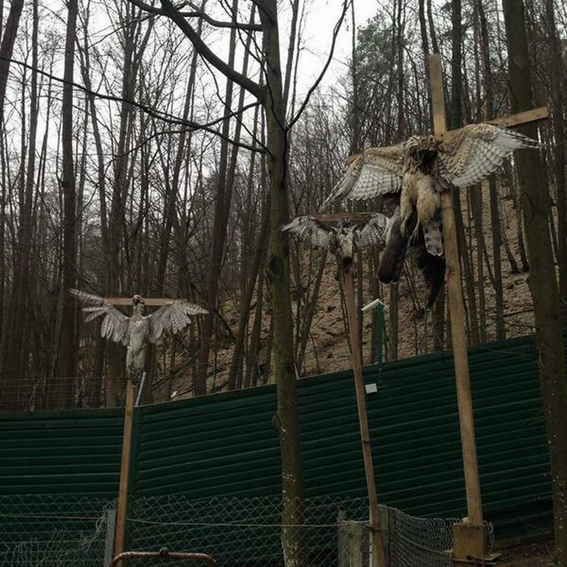 Журналисты,протестующие, внутри, резиденции, загородного дома, Виктор Янукович, портрет, унитаз