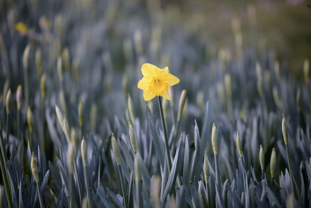 весна, весна в разных странах, первые весенние дни