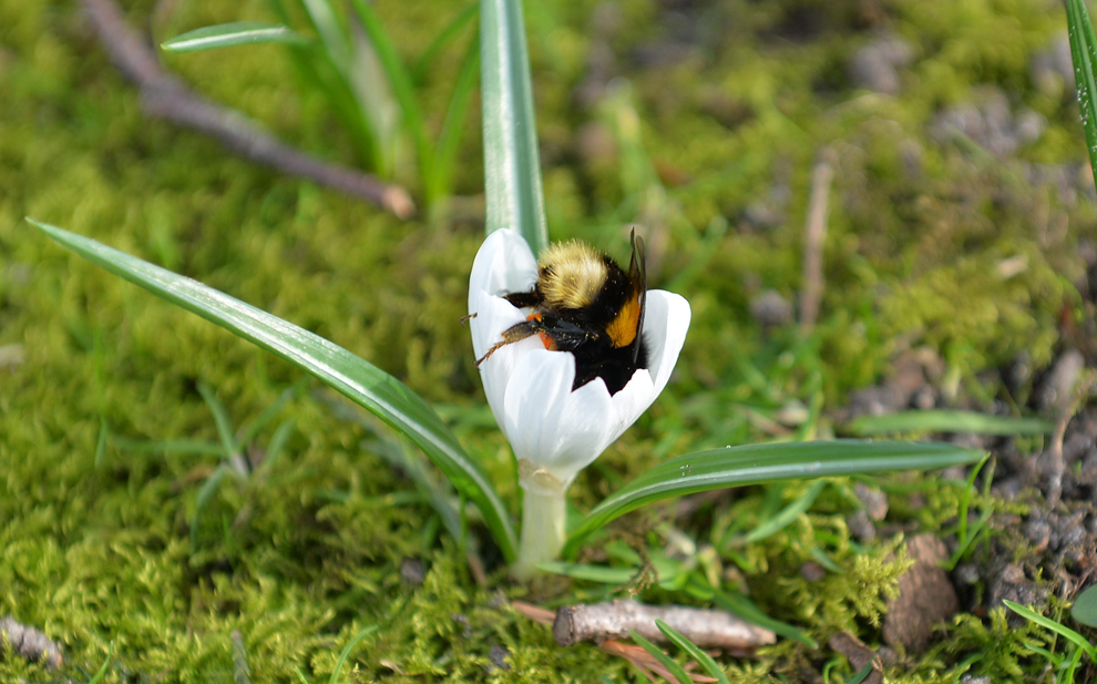 весна, весна в разных странах, первые весенние дни