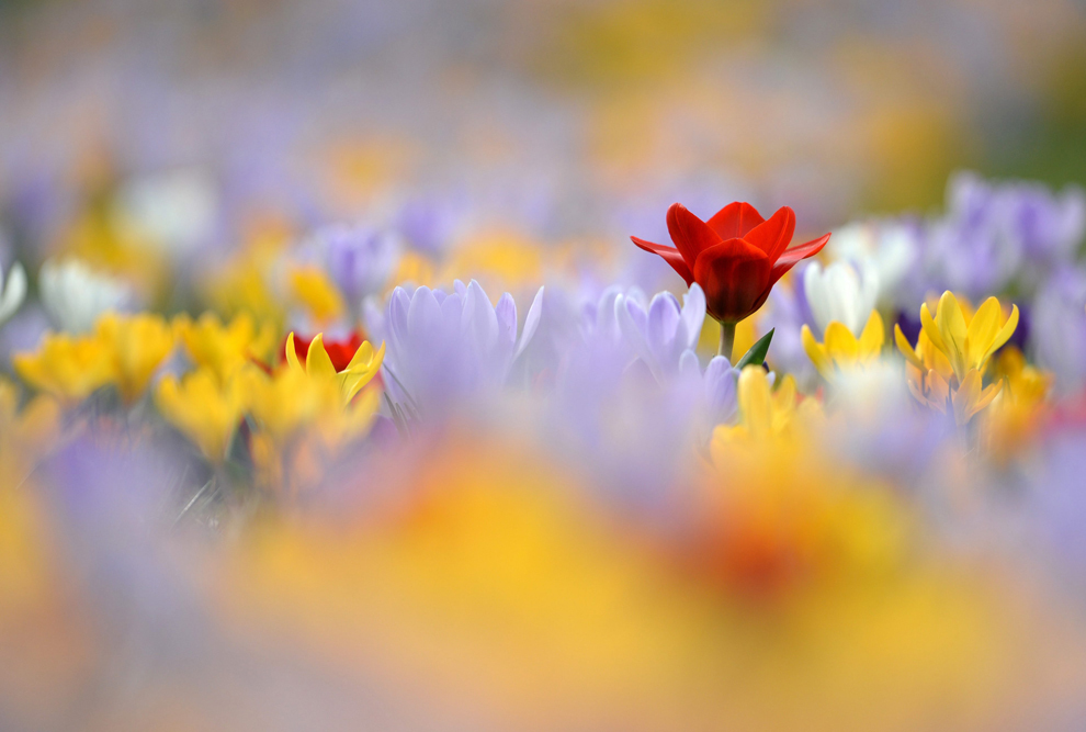 весна, весна в разных странах, первые весенние дни