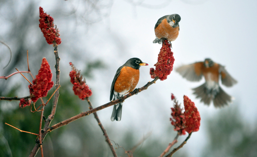 весна, весна в разных странах, первые весенние дни