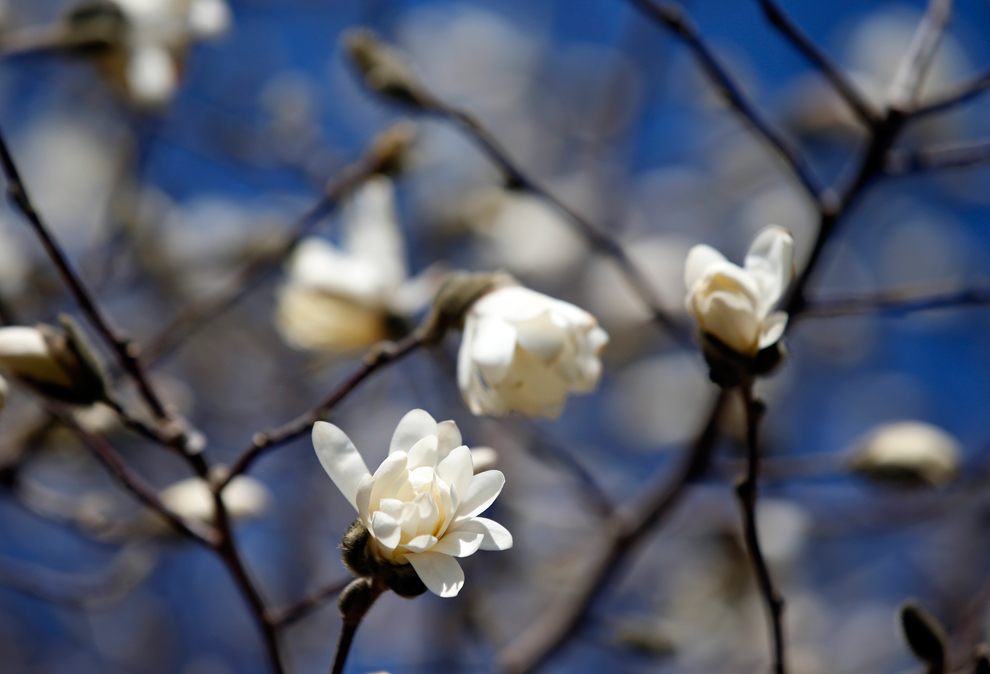 весна, весна в разных странах, первые весенние дни