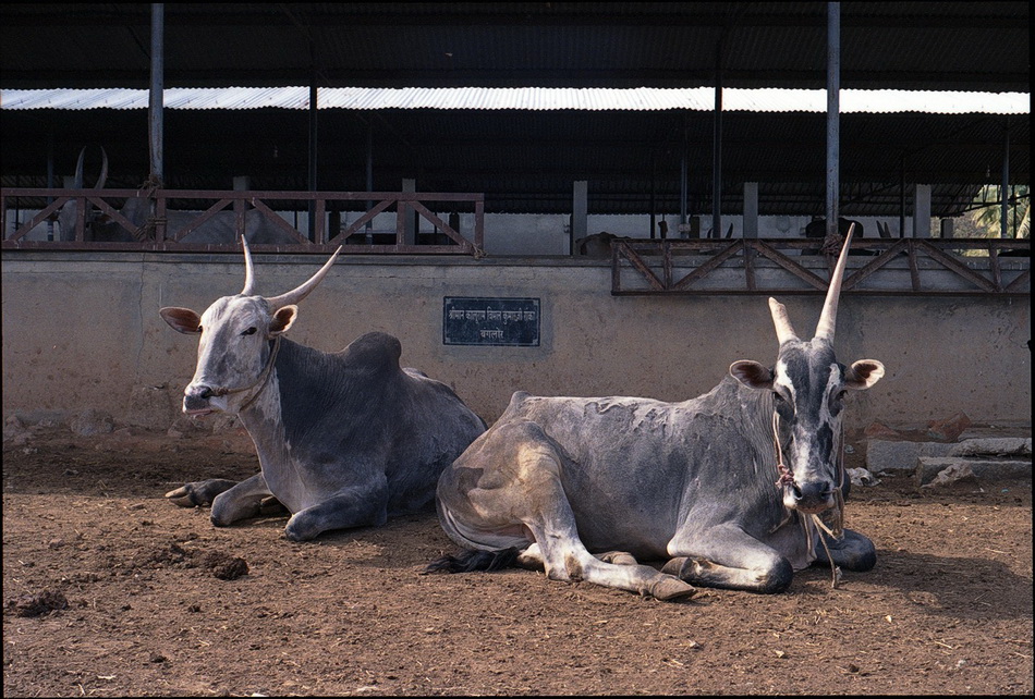 индийские трущобы, обратная сторона Индии, условия жизни Индия