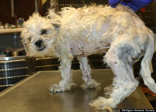 Спасение умирающей собаки, найденной в мусорном баке Эдгар собака, собака в мусорном баке, преображение спасённой собаки