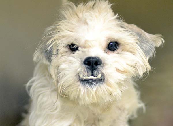 Спасение умирающей собаки, найденной в мусорном баке Эдгар собака, собака в мусорном баке, преображение спасённой собаки