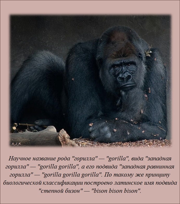 познавательные факты обо всём на свете