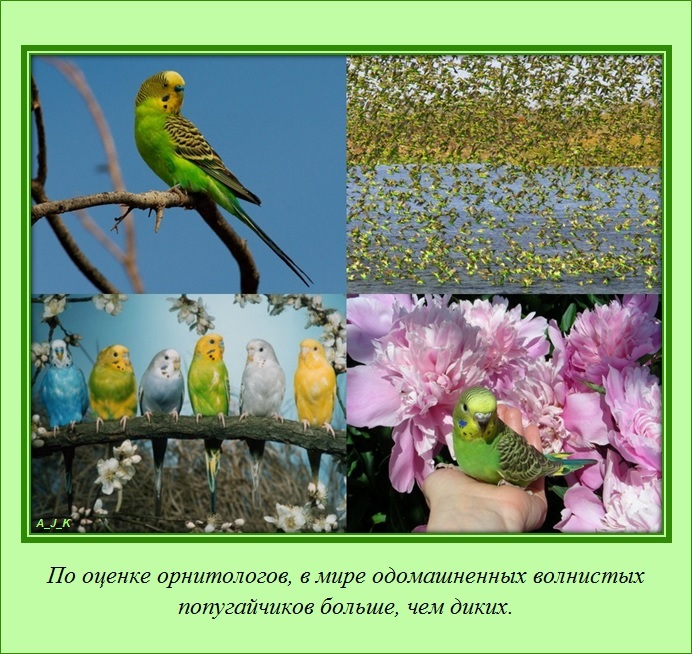 познавательные факты обо всём на свете