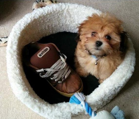 Очаровательные пушистые воришки животные воришки, смешные животные, собака кот украл, смешные животные фото