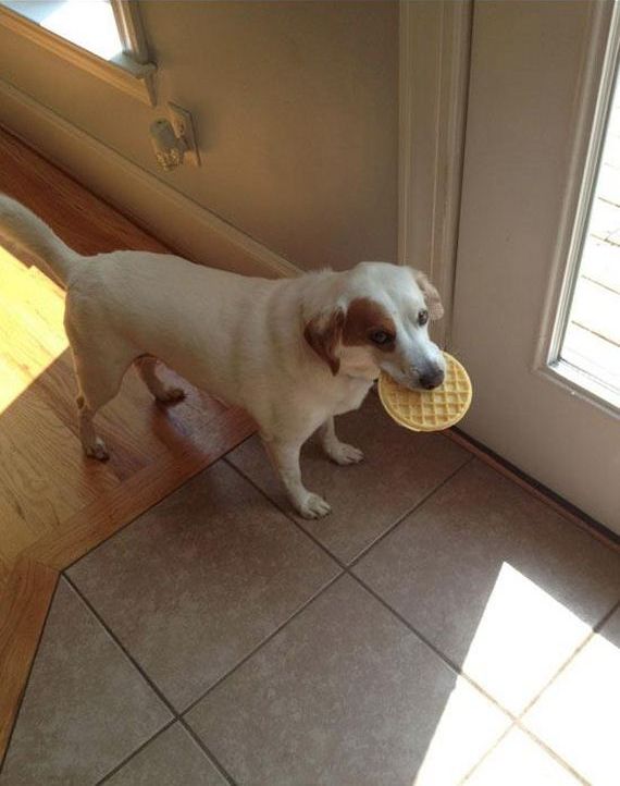 Очаровательные пушистые воришки животные воришки, смешные животные, собака кот украл, смешные животные фото