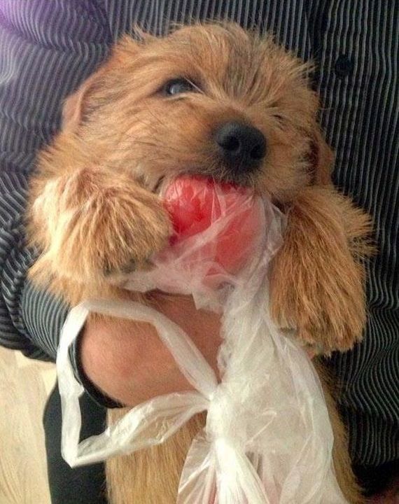 Очаровательные пушистые воришки животные воришки, смешные животные, собака кот украл, смешные животные фото