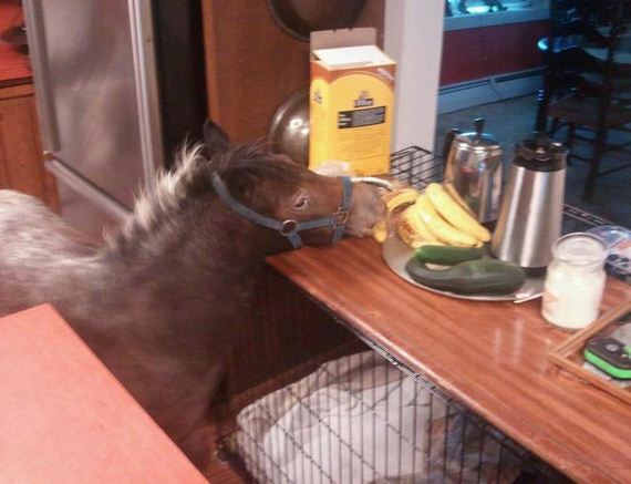 Очаровательные пушистые воришки животные воришки, смешные животные, собака кот украл, смешные животные фото