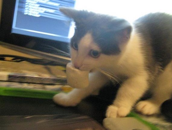 Очаровательные пушистые воришки животные воришки, смешные животные, собака кот украл, смешные животные фото