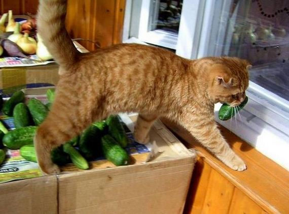 Очаровательные пушистые воришки животные воришки, смешные животные, собака кот украл, смешные животные фото