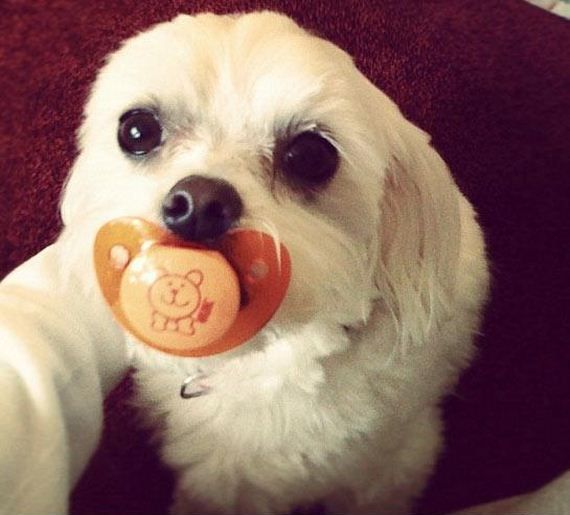 Очаровательные пушистые воришки животные воришки, смешные животные, собака кот украл, смешные животные фото