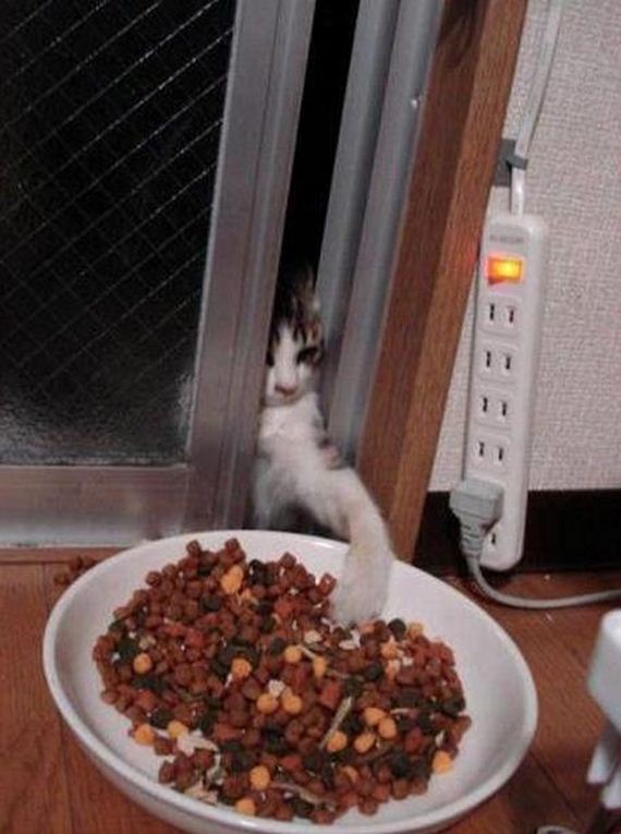 Очаровательные пушистые воришки животные воришки, смешные животные, собака кот украл, смешные животные фото