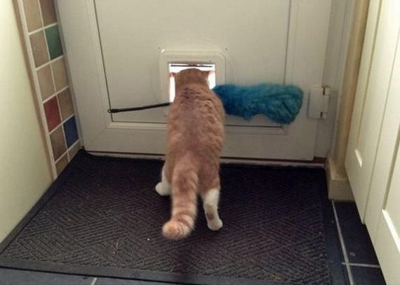 Очаровательные пушистые воришки животные воришки, смешные животные, собака кот украл, смешные животные фото