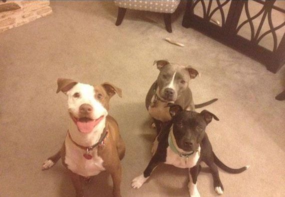 Очаровательные пушистые воришки животные воришки, смешные животные, собака кот украл, смешные животные фото