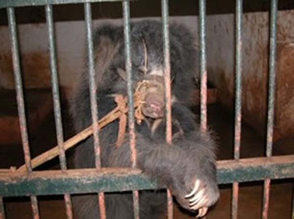 медвежьи фермы Китай, фермы по добыче желчи из Медведей, медвежья желчь, китайская медицина