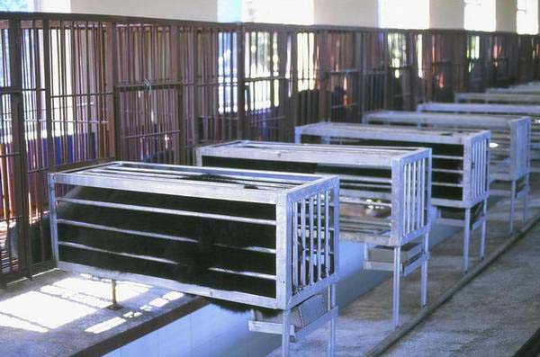 медвежьи фермы Китай, фермы по добыче желчи из Медведей, медвежья желчь, китайская медицина