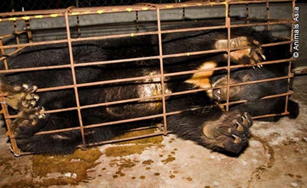 медвежьи фермы Китай, фермы по добыче желчи из Медведей, медвежья желчь, китайская медицина