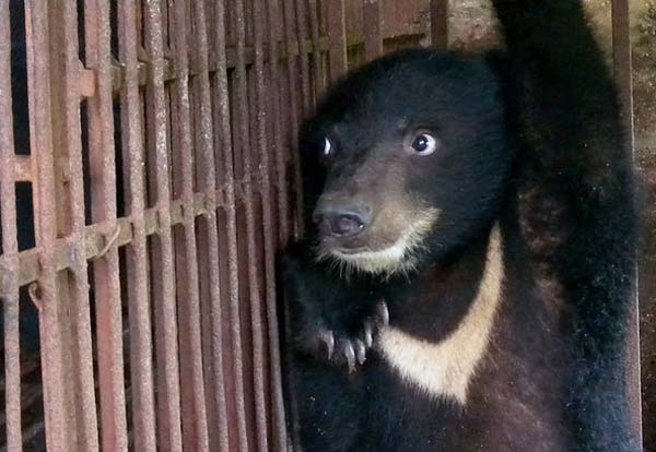 медвежьи фермы Китай, фермы по добыче желчи из Медведей, медвежья желчь, китайская медицина