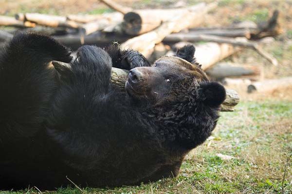 медвежьи фермы Китай, фермы по добыче желчи из Медведей, медвежья желчь, китайская медицина