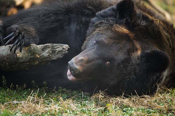 медвежьи фермы Китай, фермы по добыче желчи из Медведей, медвежья желчь, китайская медицина