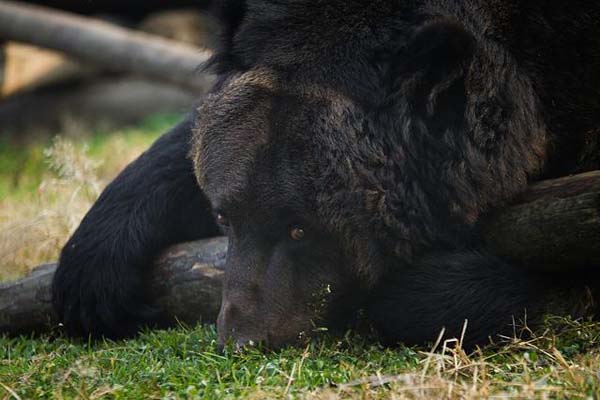 медвежьи фермы Китай, фермы по добыче желчи из Медведей, медвежья желчь, китайская медицина