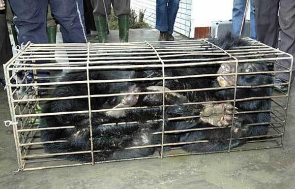 медвежьи фермы Китай, фермы по добыче желчи из Медведей, медвежья желчь, китайская медицина