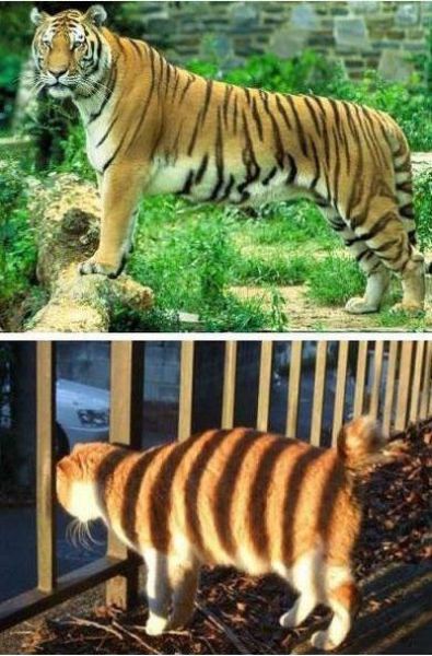 Люди, у которых почти получилось, пытались повторить, воспроизвели на фото