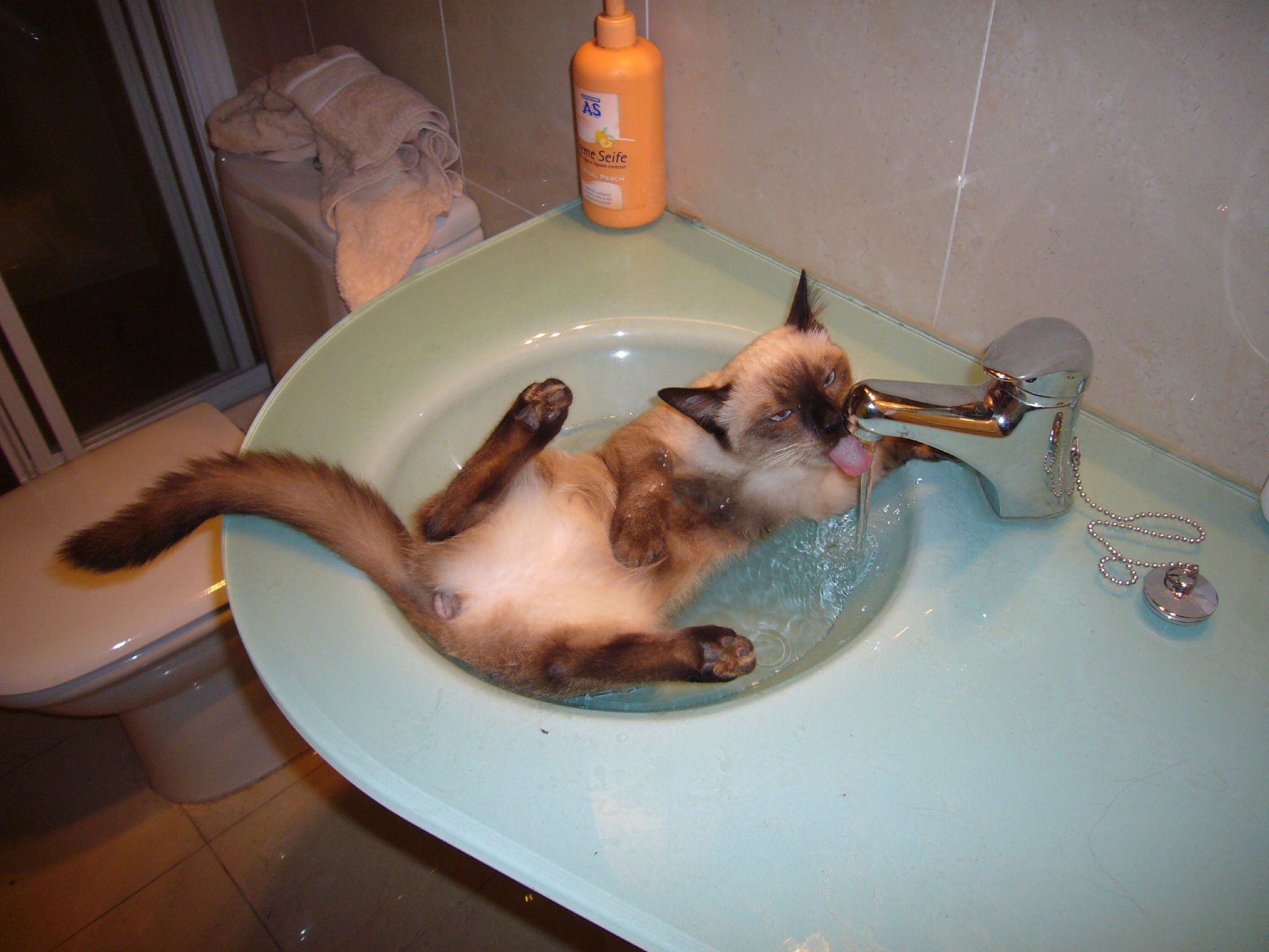 Кот балдеет в ванной