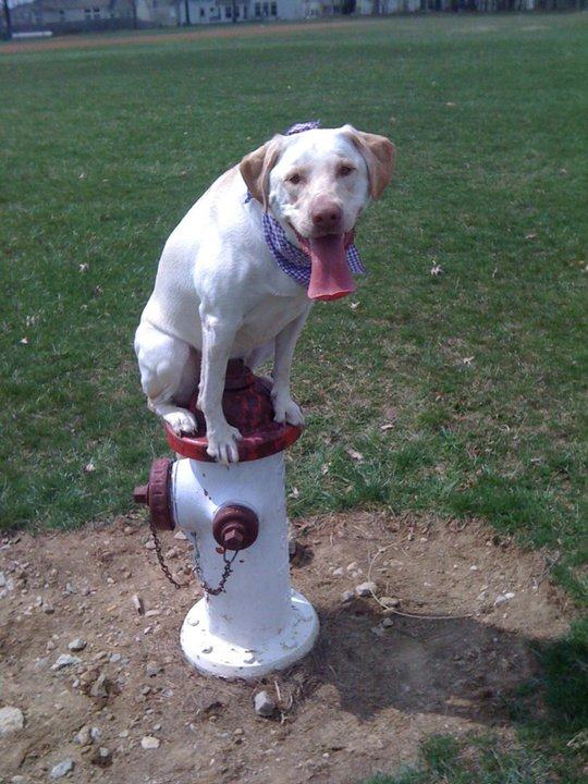 бесполезные таланты, люди с бесполезными способностями