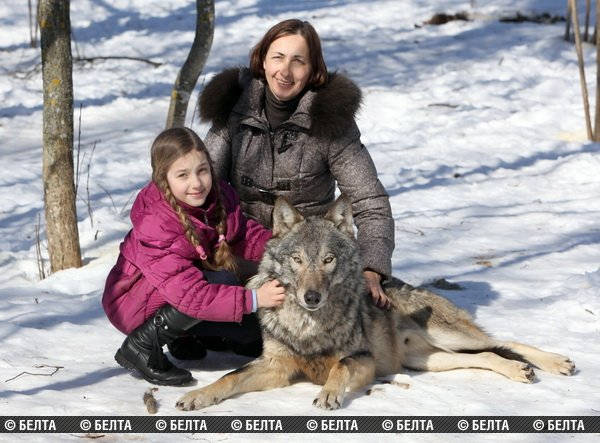 Семья из Белоруссии держит стаю волков в качестве домашних животных стая волков домашние животные, семья из Белоруссии держит волков, семья Селех, волки домашние животные