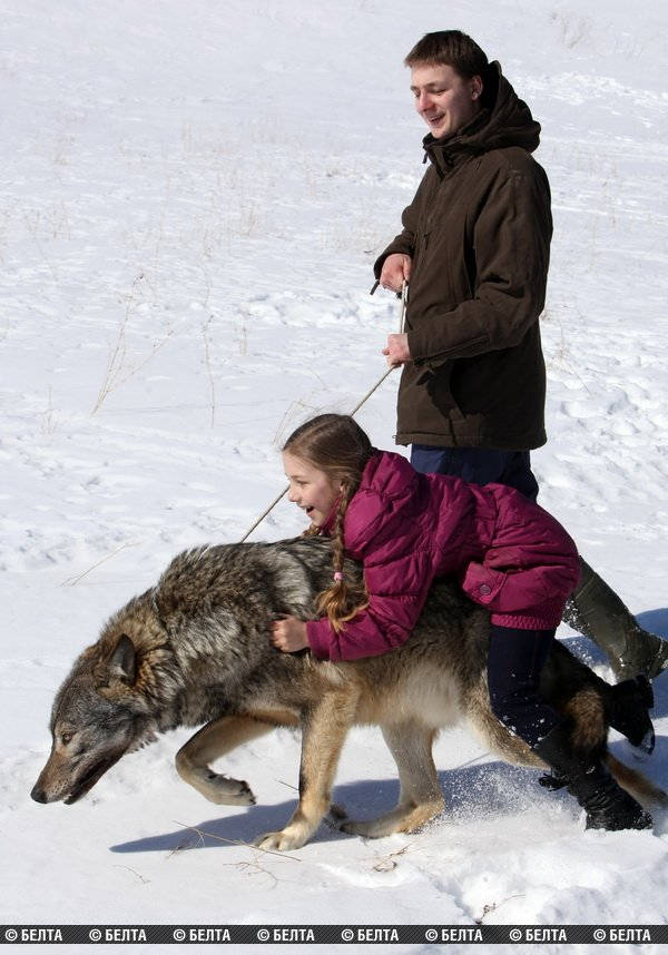 Семья из Белоруссии держит стаю волков в качестве домашних животных стая волков домашние животные, семья из Белоруссии держит волков, семья Селех, волки домашние животные