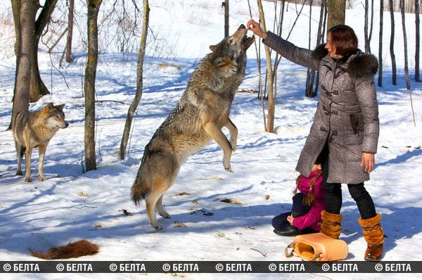 Семья из Белоруссии держит стаю волков в качестве домашних животных стая волков домашние животные, семья из Белоруссии держит волков, семья Селех, волки домашние животные