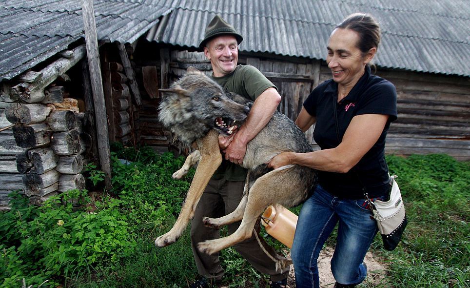 Семья из Белоруссии держит стаю волков в качестве домашних животных стая волков домашние животные, семья из Белоруссии держит волков, семья Селех, волки домашние животные