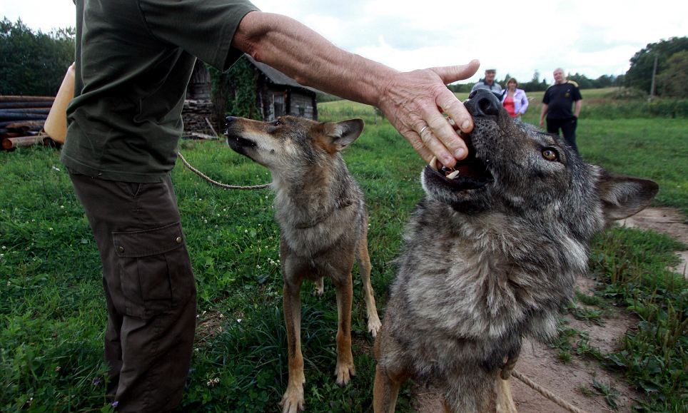 Семья из Белоруссии держит стаю волков в качестве домашних животных стая волков домашние животные, семья из Белоруссии держит волков, семья Селех, волки домашние животные