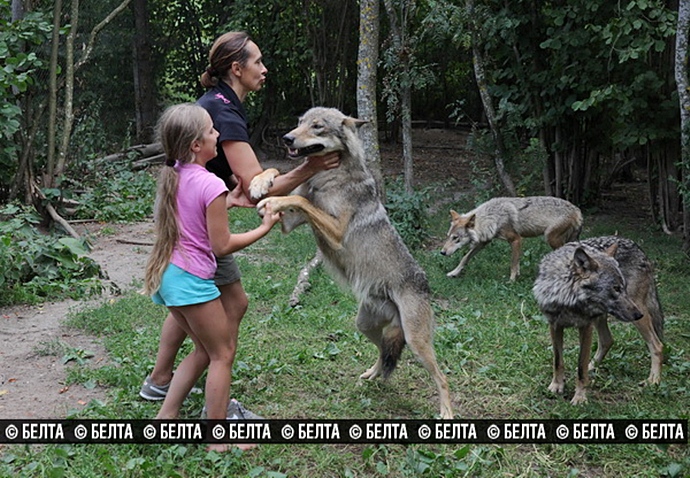 Семья из Белоруссии держит стаю волков в качестве домашних животных стая волков домашние животные, семья из Белоруссии держит волков, семья Селех, волки домашние животные
