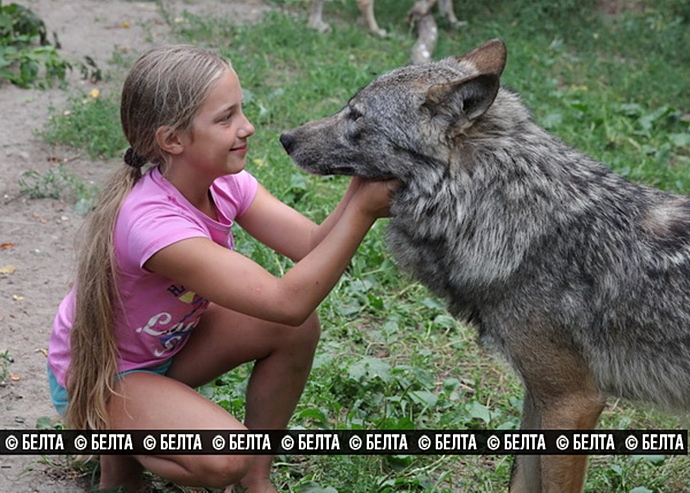 Семья из Белоруссии держит стаю волков в качестве домашних животных стая волков домашние животные, семья из Белоруссии держит волков, семья Селех, волки домашние животные