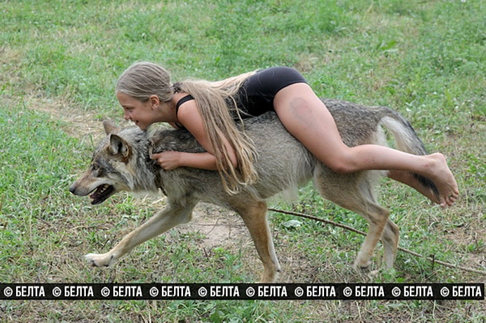 Семья из Белоруссии держит стаю волков в качестве домашних животных стая волков домашние животные, семья из Белоруссии держит волков, семья Селех, волки домашние животные
