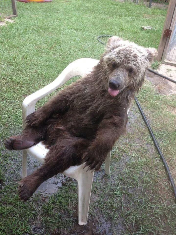 медведи ведут себя как люди, медведи гифки, медведи анимация, смешные медведи