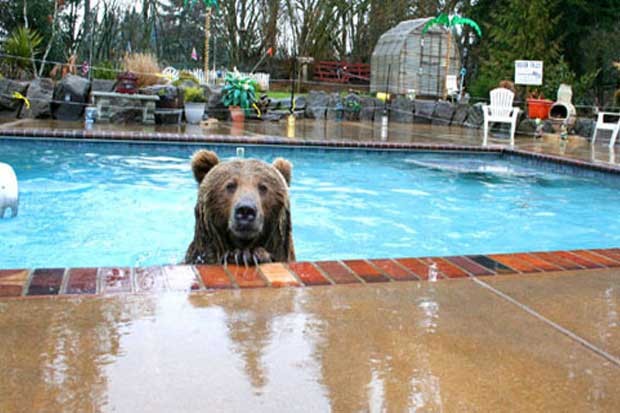 медведи ведут себя как люди, медведи гифки, медведи анимация, смешные медведи