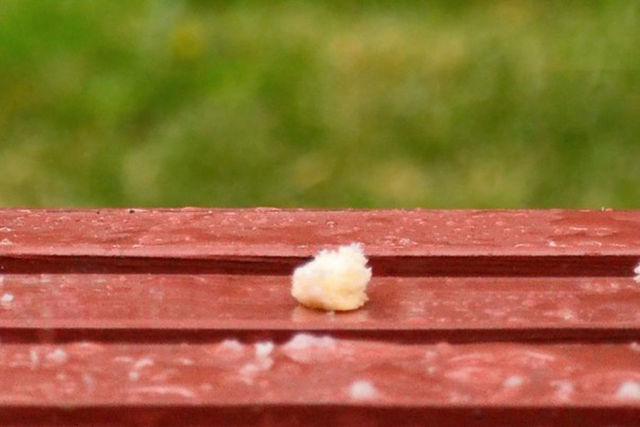 Воробей забрал у голубя хлеб, голубь и хлеб, голубь хлеб воробей